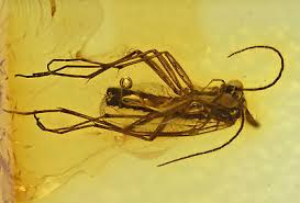 Attēlu rezultāti vaicājumam “Mycetophilidae”