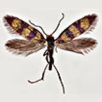 Attēlu rezultāti vaicājumam “Micropterix aureatella”