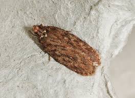 Attēlu rezultāti vaicājumam “Depressaria olerella imago”