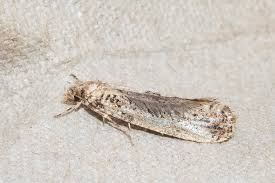 Attēlu rezultāti vaicājumam “Morophaga choragella”