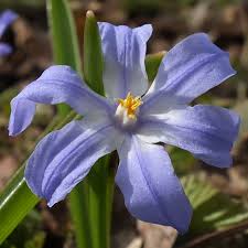 Attēlu rezultāti vaicājumam “Scilla luciliae”