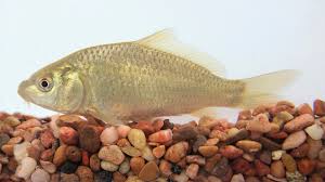 Image result for Cyprinus carpio