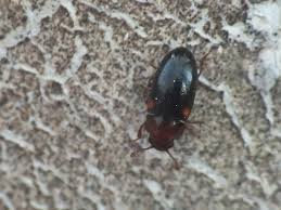 Attēlu rezultāti vaicājumam “Dacne bipustulata”