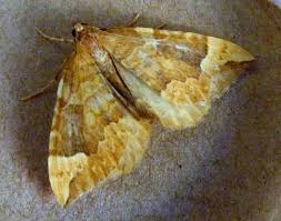 Attēlu rezultāti vaicājumam “Eulithis populata”