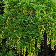 Attēlu rezultāti vaicājumam “Laburnum alpinum fruit”