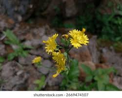 Attēlu rezultāti vaicājumam “Crepis paludosa leaf”