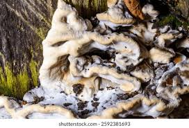 Attēlu rezultāti vaicājumam “Bjerkandera fumosa”