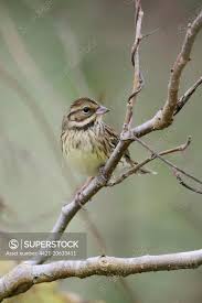 Image result for Emberiza spodocephala