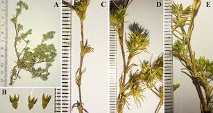 Attēlu rezultāti vaicājumam “Scleranthus annuus”