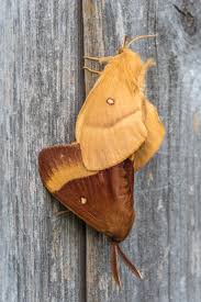 Attēlu rezultāti vaicājumam “Lasiocampa quercus imago”