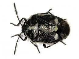 Attēlu rezultāti vaicājumam “Eurydema oleracea”