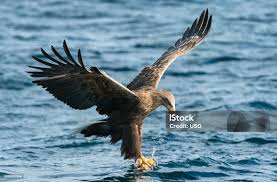 Attēlu rezultāti vaicājumam “Haliaeetus albicilla adult”