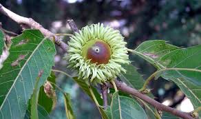 Attēlu rezultāti vaicājumam “Quercus”