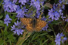 Attēlu rezultāti vaicājumam “Melitaea cinxia upperside”