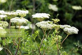 Attēlu rezultāti vaicājumam “Cenolophium denudatum”