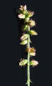 Attēlu rezultāti vaicājumam “Amaranthaceae”