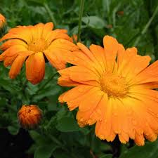 Attēlu rezultāti vaicājumam “Calendula officinalis”