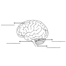 Image result for b%FD%E7ak anatomisi