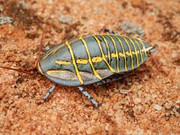 Attēlu rezultāti vaicājumam “Comatricha pulchella macro”