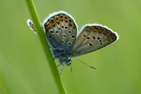 Attēlu rezultāti vaicājumam “Plebejus argus”