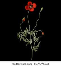 Attēlu rezultāti vaicājumam “Papaver argemone flower”