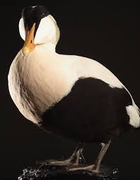 Attēlu rezultāti vaicājumam “Somateria mollissima male”