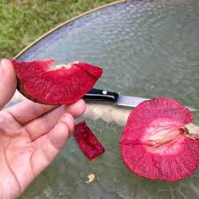 Attēlu rezultāti vaicājumam “Cinna latifolia fruit”