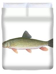 Image result for Moxostoma erythrurum