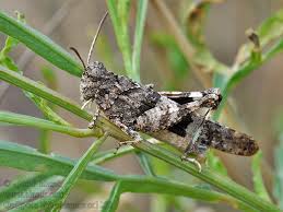 Attēlu rezultāti vaicājumam “Oedipoda caerulescens”