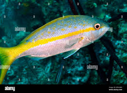 Image result for Ocyurus chrysurus