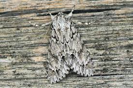 Attēlu rezultāti vaicājumam “Acronicta aceris”