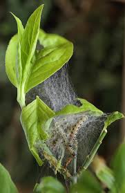 Attēlu rezultāti vaicājumam “Yponomeuta malinellus / cagnagella”