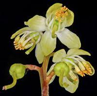 Attēlu rezultāti vaicājumam “Pyrola chlorantha bud”