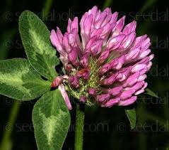 Attēlu rezultāti vaicājumam “Trifolium pratense”