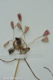 Attēlu rezultāti vaicājumam “Allium oleraceum bud”