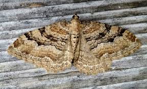 Attēlu rezultāti vaicājumam “Hydria cervinalis”