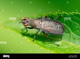 Attēlu rezultāti vaicājumam “Coremacera marginata”