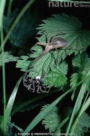 Attēlu rezultāti vaicājumam “Pisaura mirabilis male”