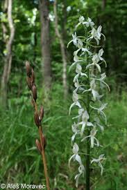 Attēlu rezultāti vaicājumam “Platanthera bifolia flower”