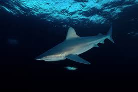 Image result for Carcharhinus plumbeus