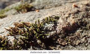 Attēlu rezultāti vaicājumam “Acrocarpous mosses”