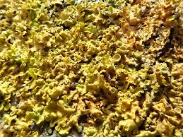 Attēlu rezultāti vaicājumam “Xanthoria parietina”