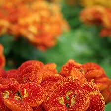 Image result for Calceolaria