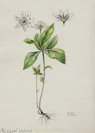 Attēlu rezultāti vaicājumam “Trientalis europaea”