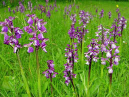 Attēlu rezultāti vaicājumam “Orchis morio”