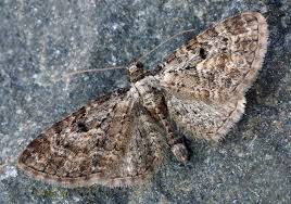 Attēlu rezultāti vaicājumam “Eupithecia icterata”