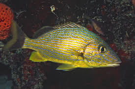 Image result for Haemulon sciurus