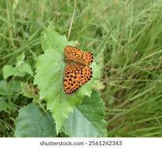 Attēlu rezultāti vaicājumam “Brenthis daphne upperside”