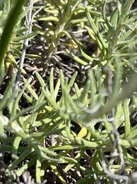 Attēlu rezultāti vaicājumam “Helichrysum arenarium bud”