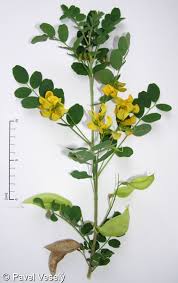 Image result for Colutea x media (arborescens x orientalis)